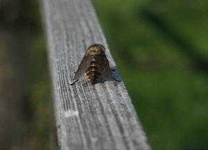 IMG_7372.jpg IMG_7372.jpg