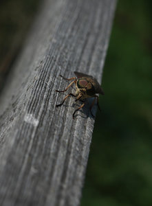 IMG_7369.jpg IMG_7369.jpg