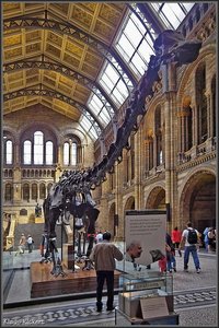 National History Museum 5.jpg
