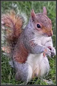 St James Park  10.JPG