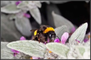 St James Park  6.jpg