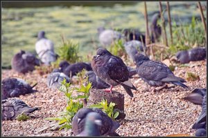 St James Park  3.JPG