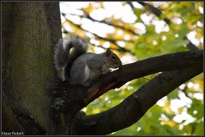 Greenwich Park 1.jpg