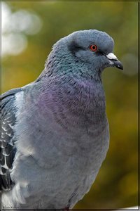 Greenwich Park 11.jpg