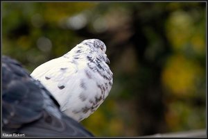 Greenwich Park 5.jpg