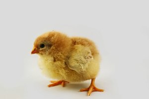 Kücken (1) skali.jpg