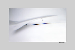 beauty goes airborn.jpg