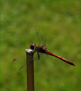 Libelle.jpg