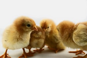 Kuschel Kücken (2).jpg