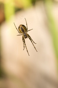 Spider_Waiting_IMG_3060.jpg