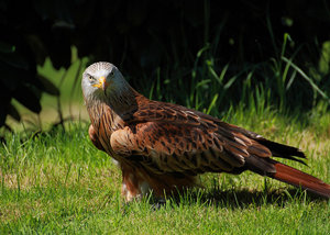 IMG_7660kl.jpg IMG_7660kl.jpg