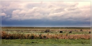 Dangast 500 kbDangest 185 auffliegende Möwen.jpg