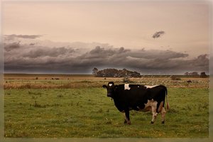 Dangast Kuh wolken 500 kbDangest 210 Kuh.jpg