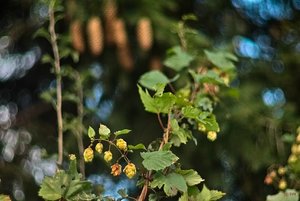 SDIM1631 pse AutoRevTomioka 1,4 55mm (c) PPf.jpg