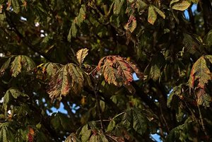 SDIM1634 AutoRevTomioka 1,4 55mm (c) PPf.jpg