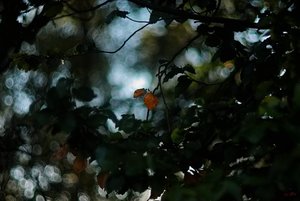 SDIM1647 pse AutoRevTomioka 1,4 55mm (c) PPf.jpg