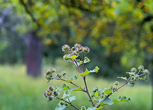 th_SDIM8346 Klette.jpg