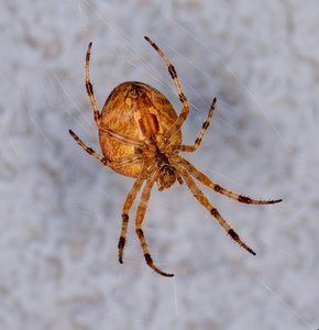 Spider_01_small_small.jpg