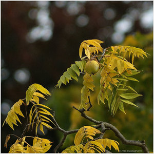 herbstfarben.jpg herbstfarben.jpg