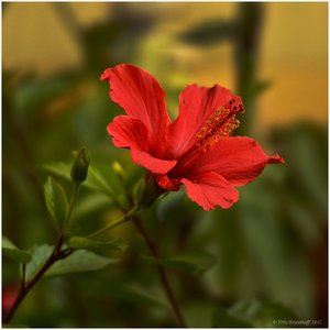 hibiskus2012.jpg hibiskus2012.jpg