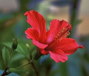 th_hibiskus2012_1.jpg th_hibiskus2012_1.jpg