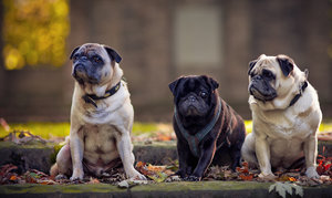 20121011-042-9 bearb..jpg