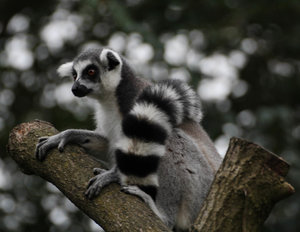 O 2437.jpg O 2437.jpg