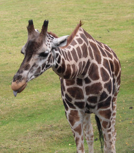 O 2689.jpg O 2689.jpg