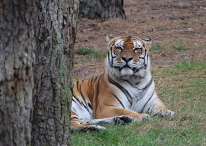 O 2903.jpg O 2903.jpg