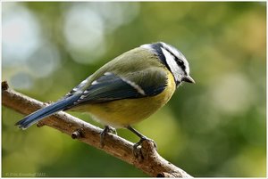 blaumeise20122.jpg