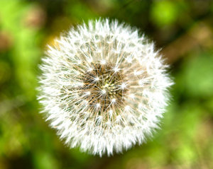 Pusteblume.jpg