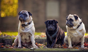 20121011-042-9 bearb..jpg