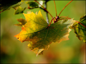 DSC_2432_filtered.jpg DSC_2432_filtered.jpg