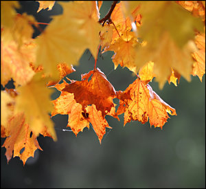 DSC_2436_filtered.jpg DSC_2436_filtered.jpg