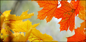 DSC_2445_filtered.jpg DSC_2445_filtered.jpg