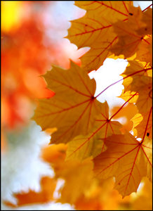 DSC_2446_filtered.jpg DSC_2446_filtered.jpg