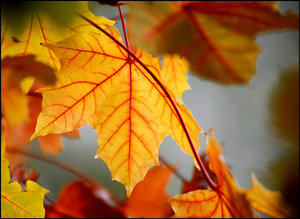 DSC_2448_filtered.jpg DSC_2448_filtered.jpg