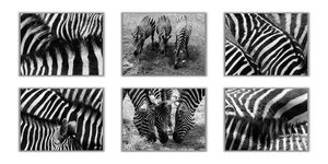 schm.zebra collage sw kl.jpg