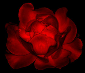 Dark_Rose_IMG_3199_x_1000.jpg