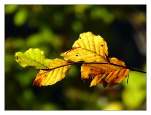 l.see 271.jpg l.see 271.jpg