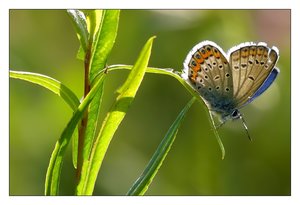 argus bläuling 840.jpg