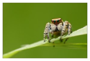 evarcha falcata m.392.jpg