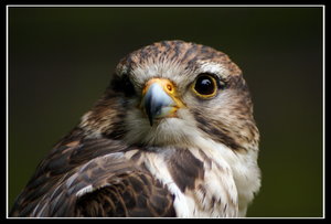 DSC00043 verkleinert.jpg