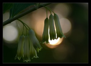 gloeckchen 902_b.jpg