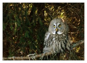 m.bartkauz willi 173.jpg