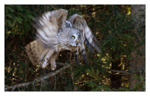 m.bartkauz willi 211.jpg