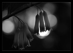 gloeckchen 902_b_sw.jpg