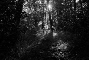 7 Juli 2012 SDIM0365cbn Overex (c) PPf.jpg