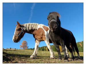 pony + pferd 688.jpg