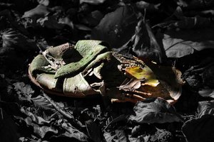 IMG_4457_web.JPG IMG_4457_web.JPG